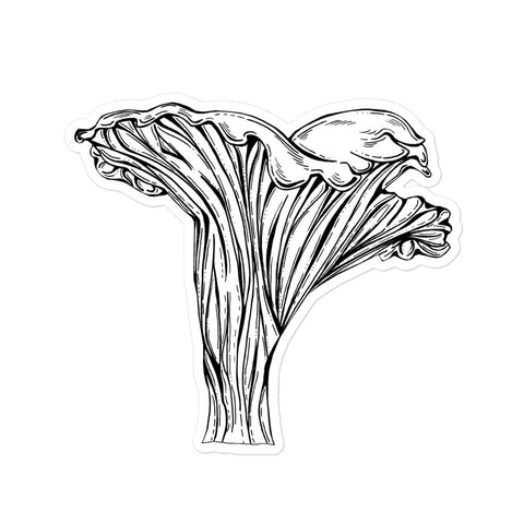 5.5X5.5 inch black and white chanterelle mushroomsticker. Design is in a pen and ink illustration style.